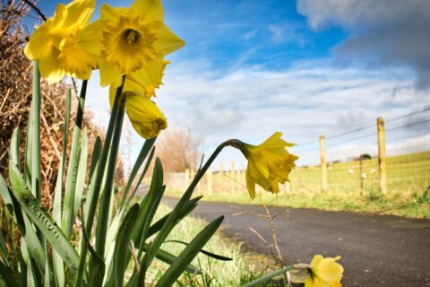 Wulfrun 3 bed bungalow, nr Tywyn Beach